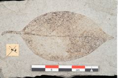 Foto (Detailansicht) von Araliophyllum denticulatum Endl. (NHMW-GEO-2024-0188-11425)